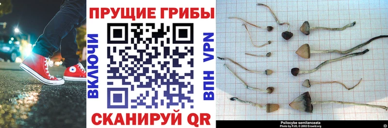 цена наркотик Апатиты блэк спрут ONION Галлюциногенные грибы мицелий